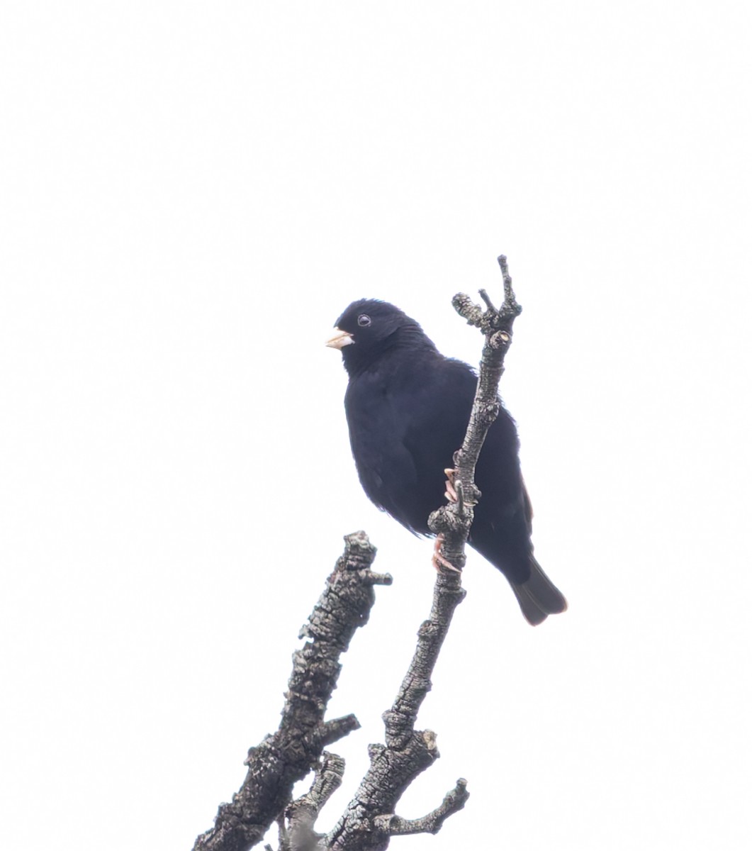 Purple Indigobird - ML635180155
