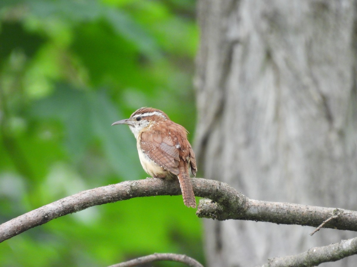 Carolina Wren - ML635180166