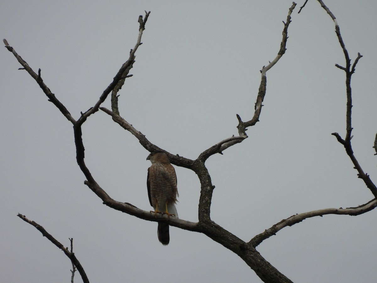 Cooper's Hawk - ML635180170