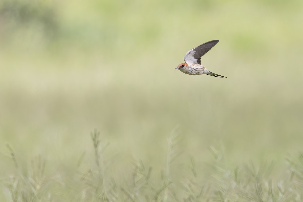 Greater Striped Swallow - ML635180209