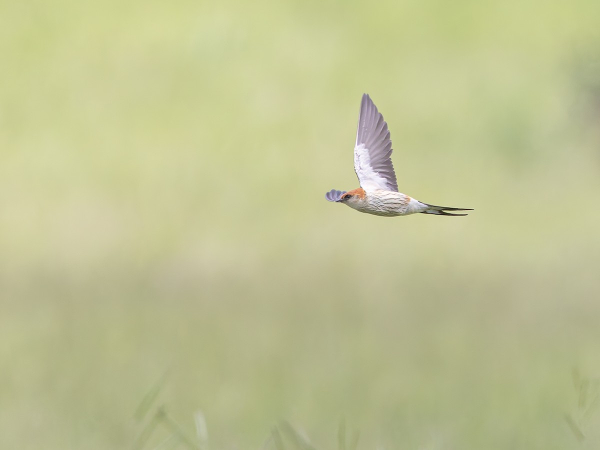 Greater Striped Swallow - ML635180214