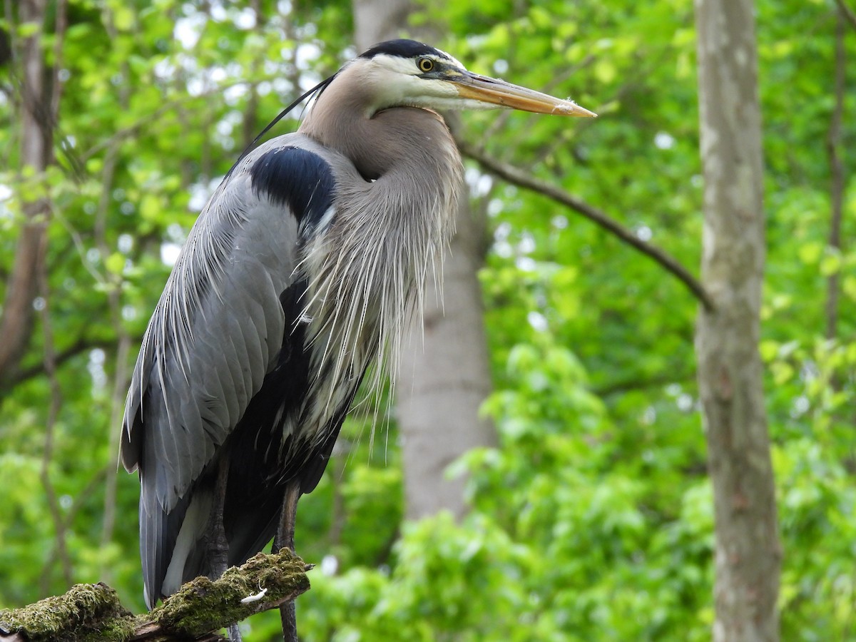 Great Blue Heron - ML635180226