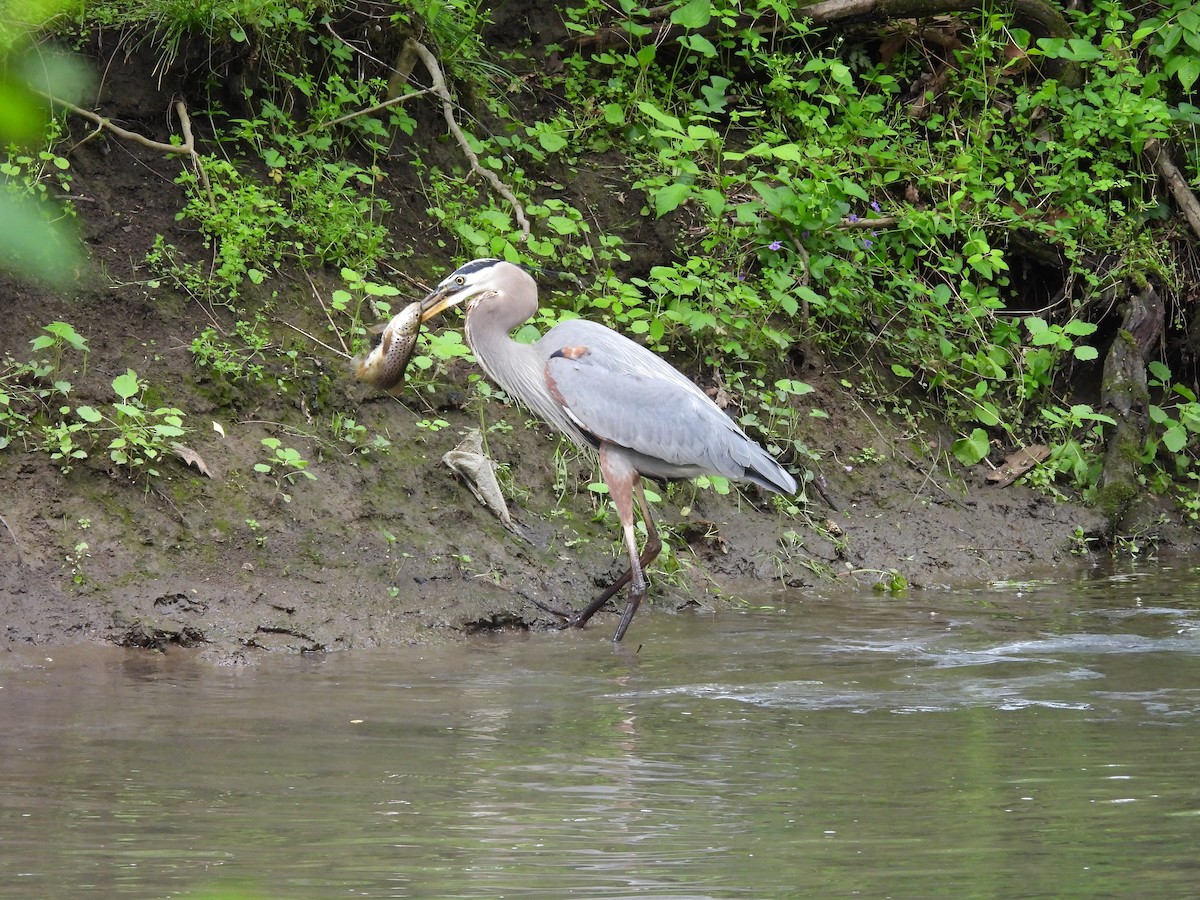 Great Blue Heron - ML635180231