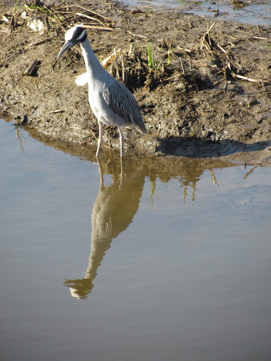 Yellow-crowned Night Heron - ML635180258