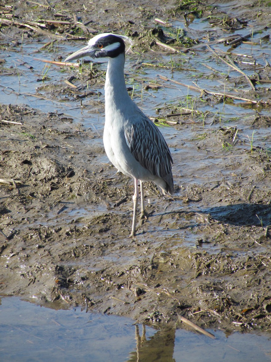 Yellow-crowned Night Heron - ML635180259