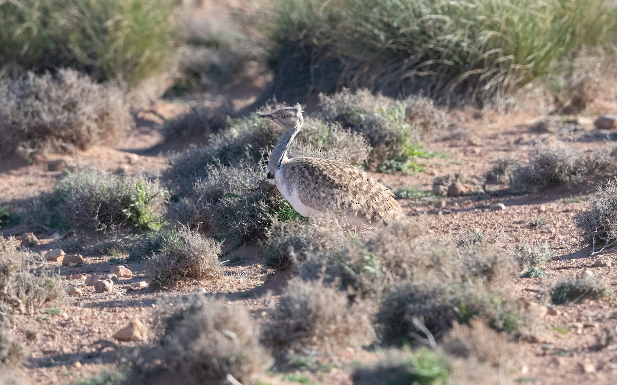 African Houbara - ML635180283