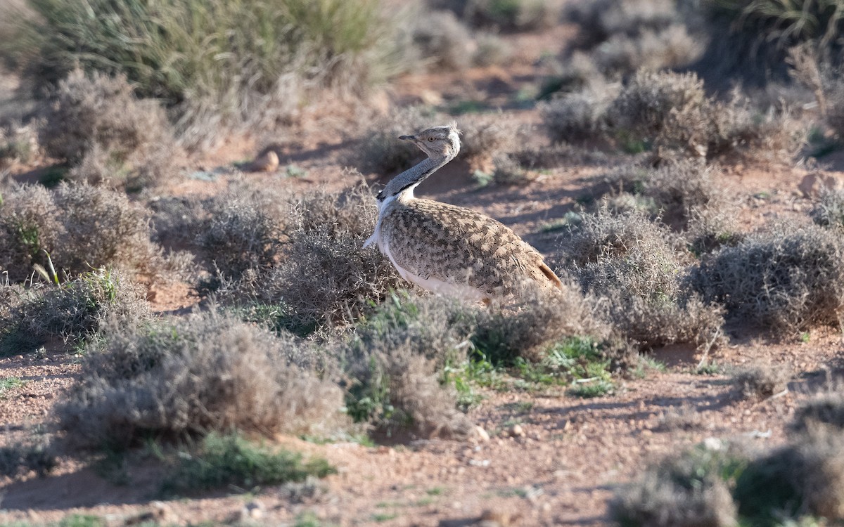 African Houbara - ML635180284