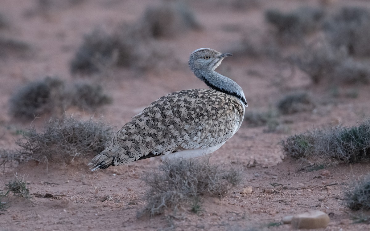 African Houbara - ML635180285