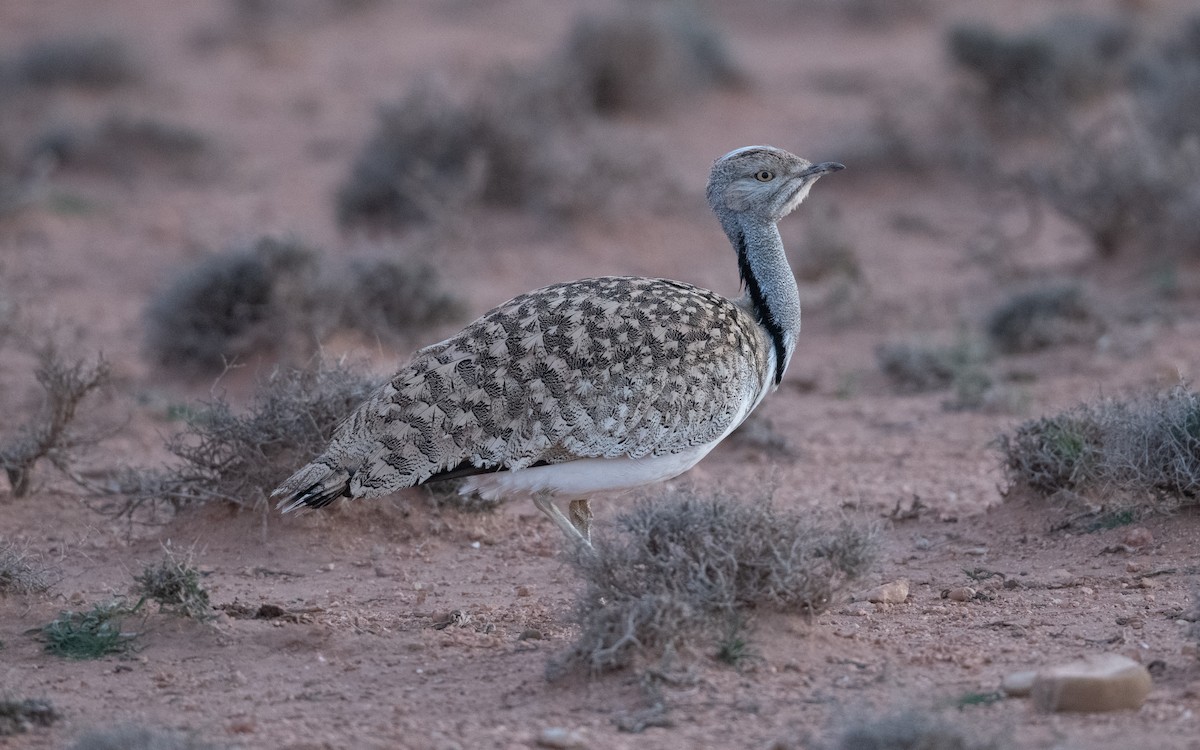 African Houbara - ML635180286