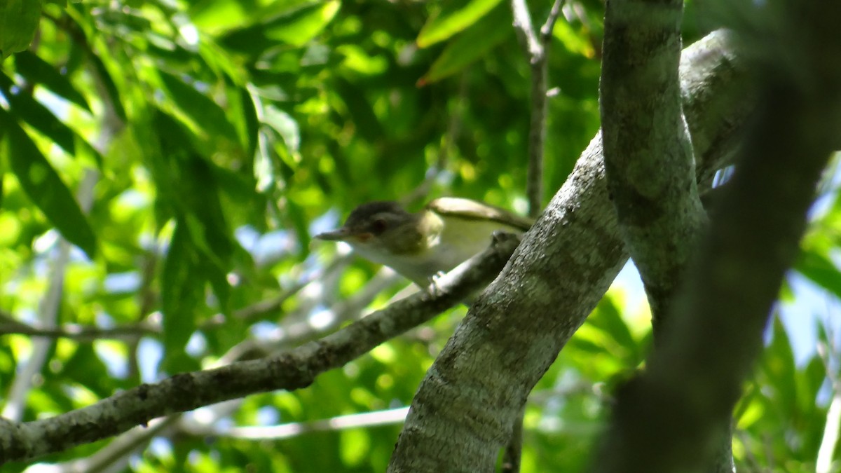 Yellow-green Vireo - Aurelio Molina Hernández