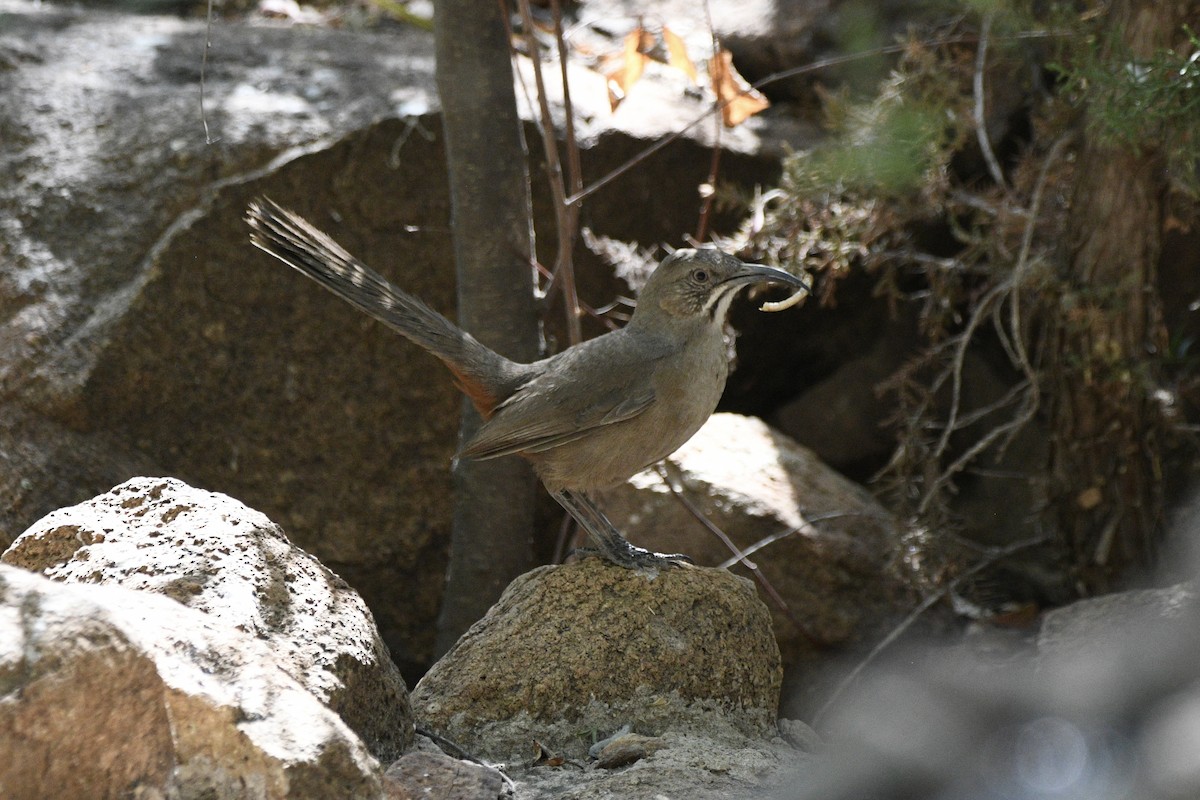 Crissal Thrasher - ML635180318