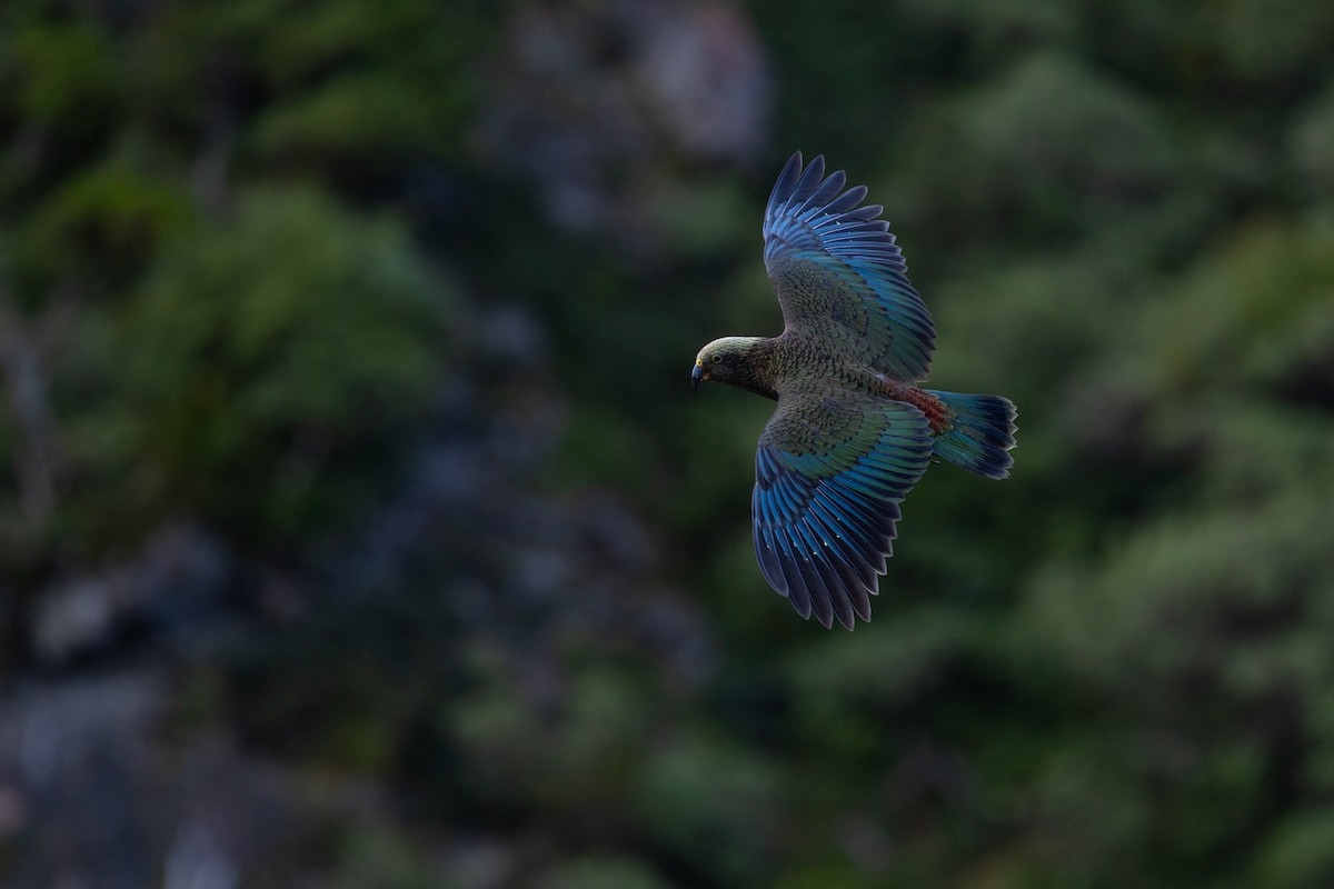 Kea - ML635180333