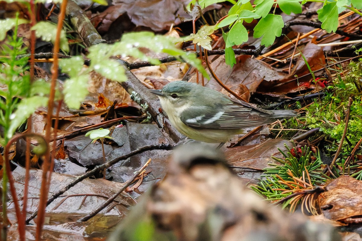 Cerulean Warbler - ML635180379