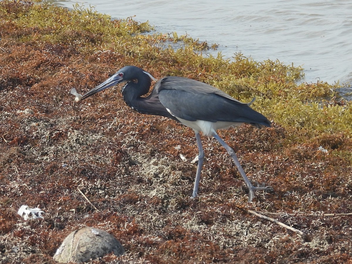 Tricolored Heron - ML635180416
