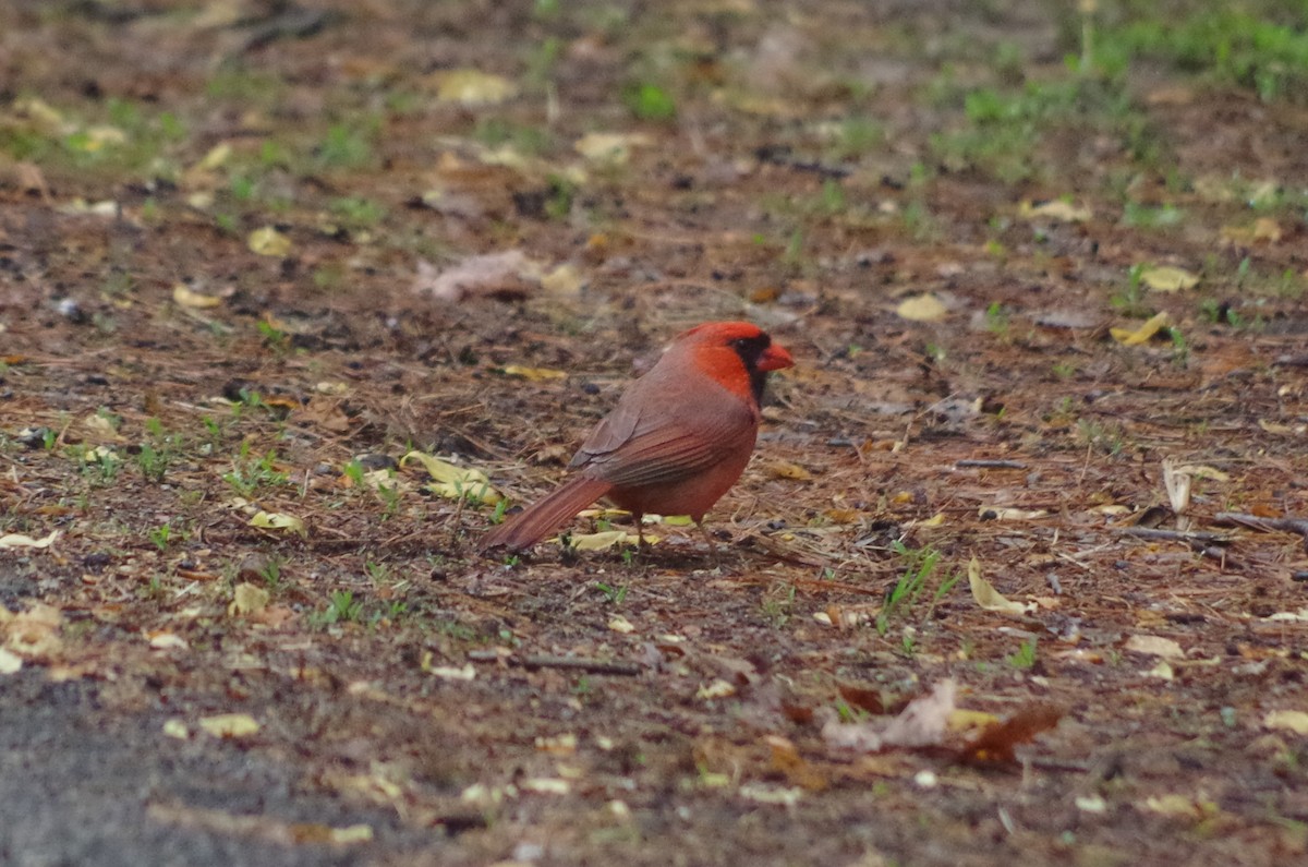 Northern Cardinal - ML635180623