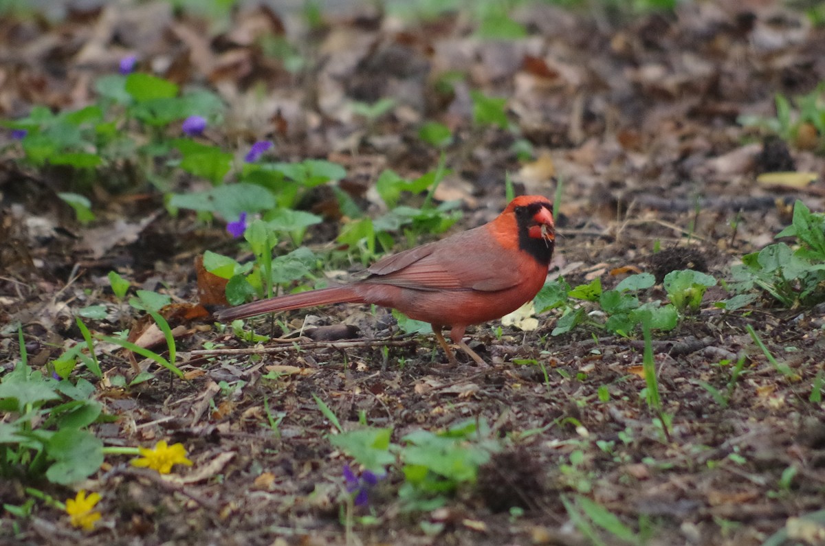 Northern Cardinal - ML635180625