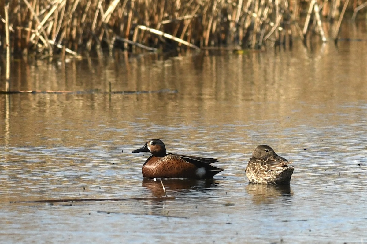 Blue-winged x Cinnamon Teal (hybrid) - ML635180677