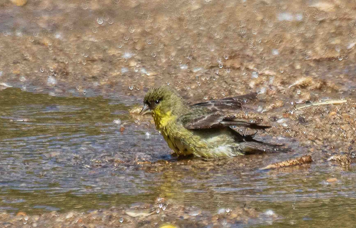 American Goldfinch - ML635180684