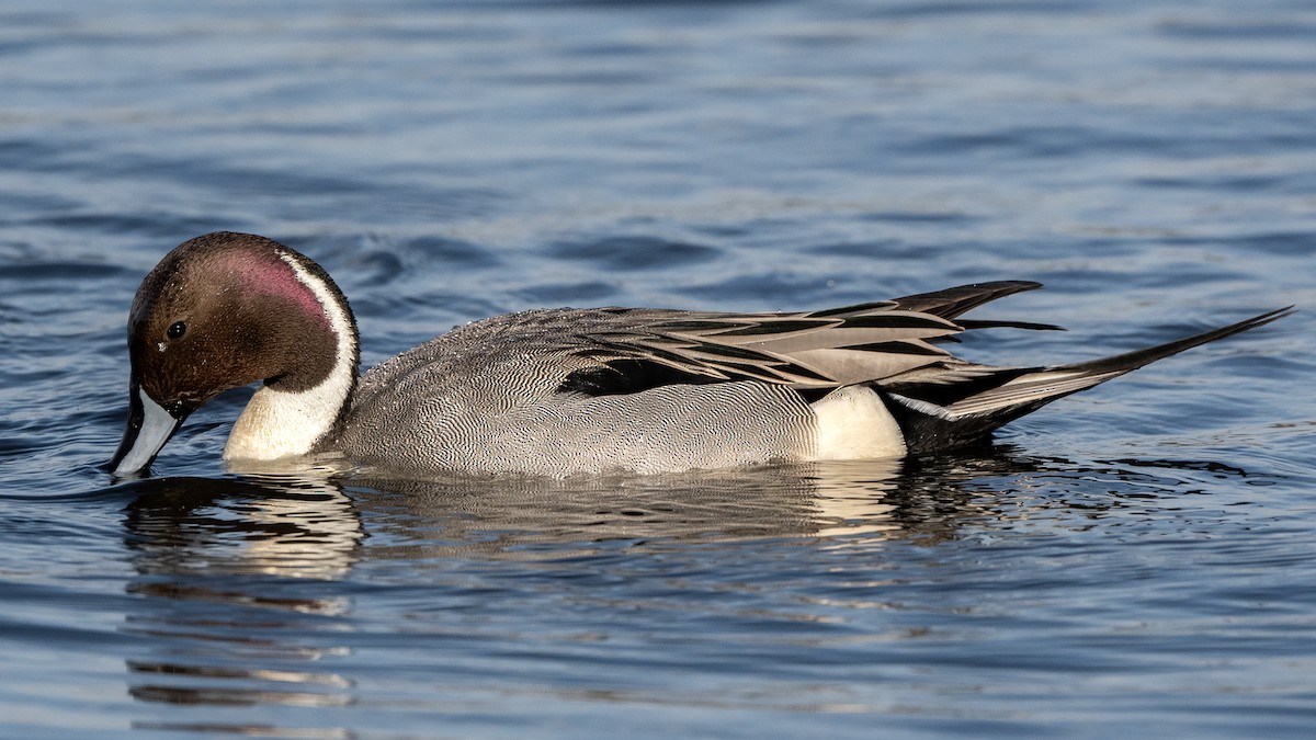 Northern Pintail - ML635180912