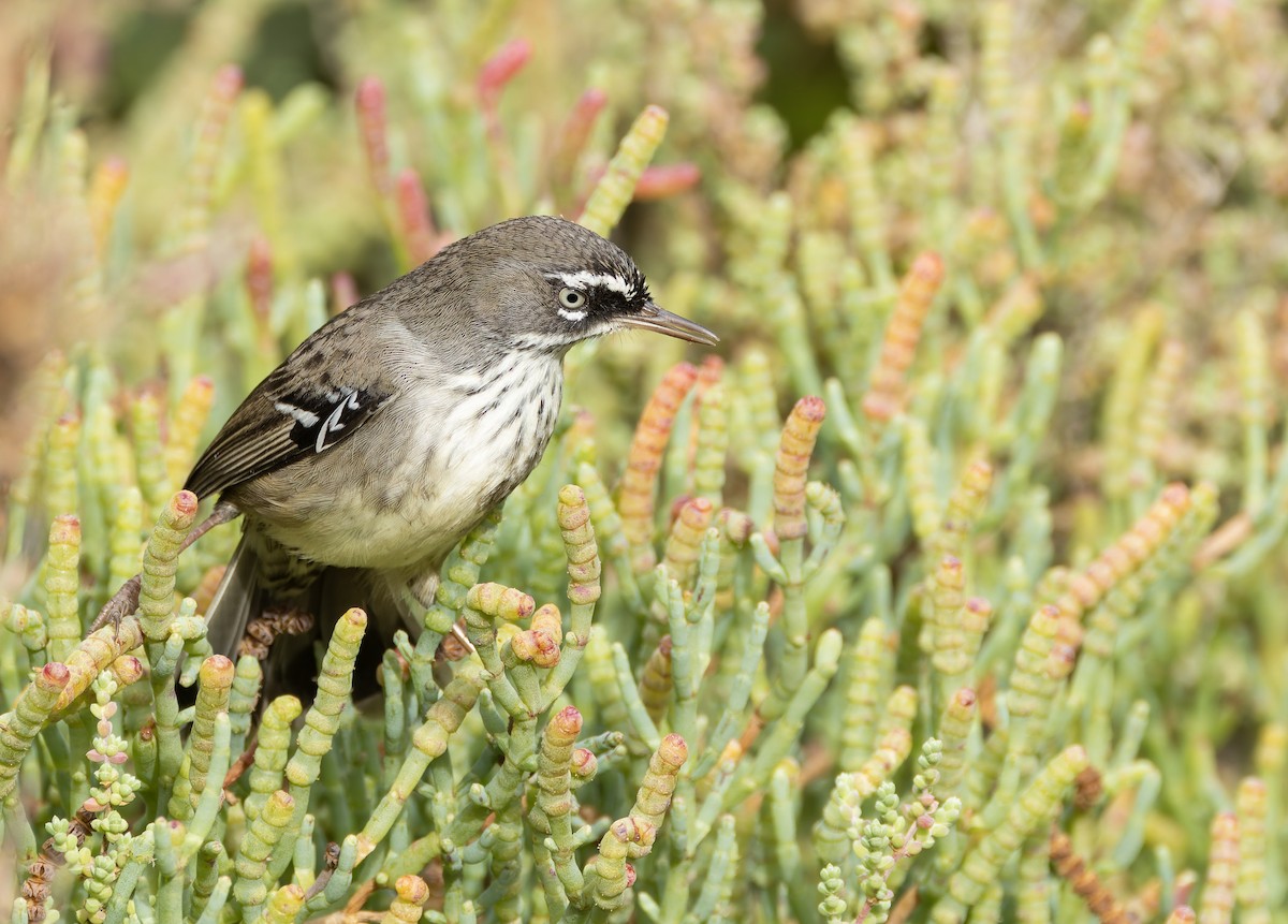Spotted Scrubwren - ML635180949