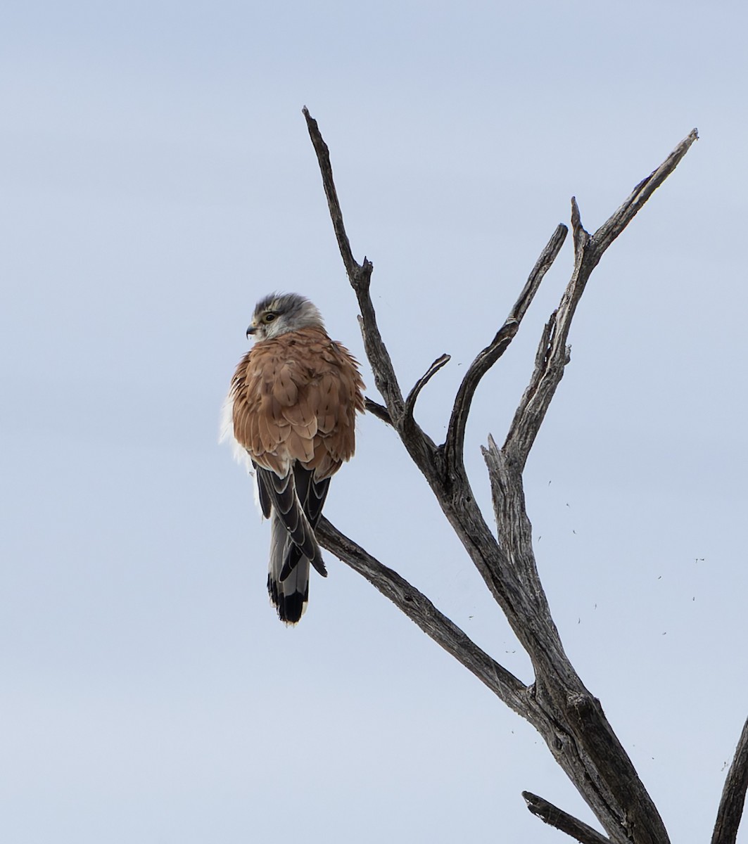 Nankeen Kestrel - ML635180966