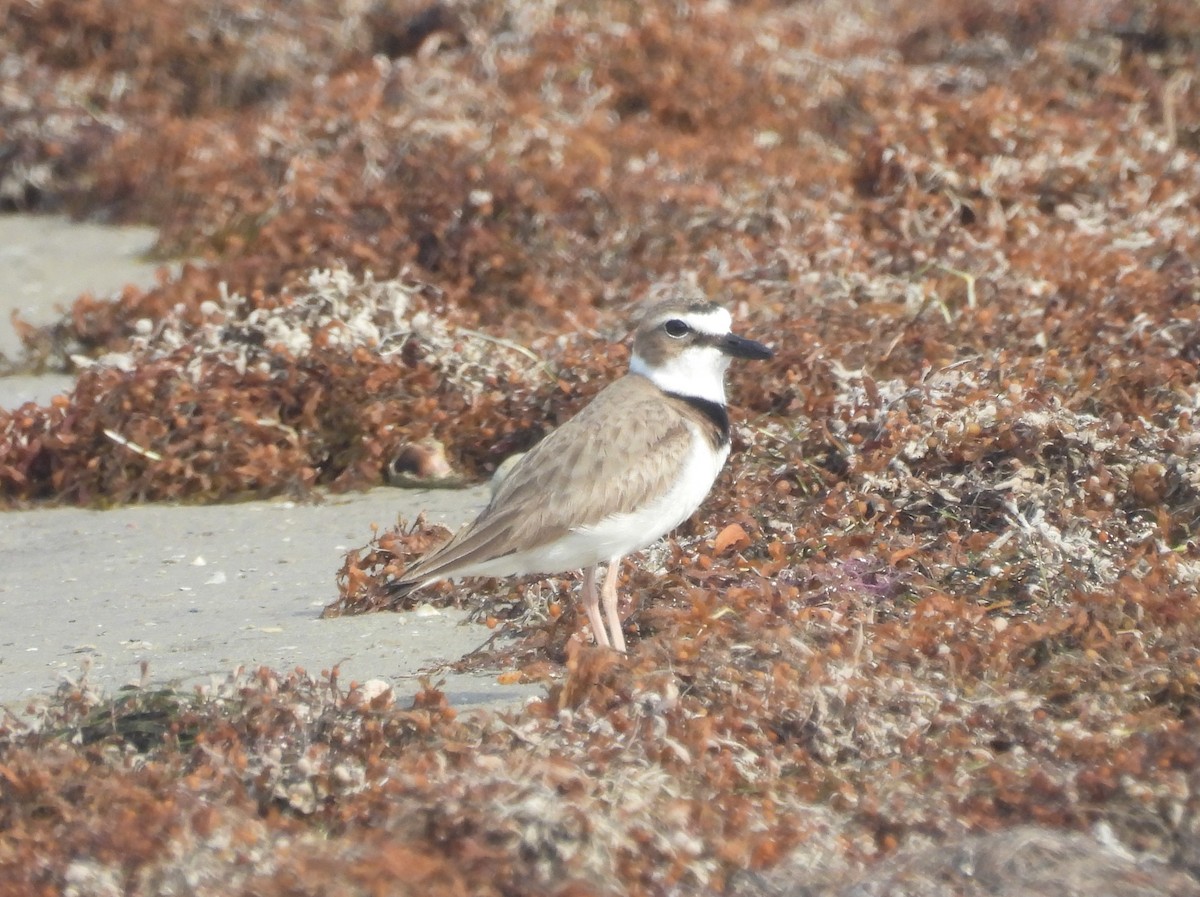 Wilson's Plover - ML635181002