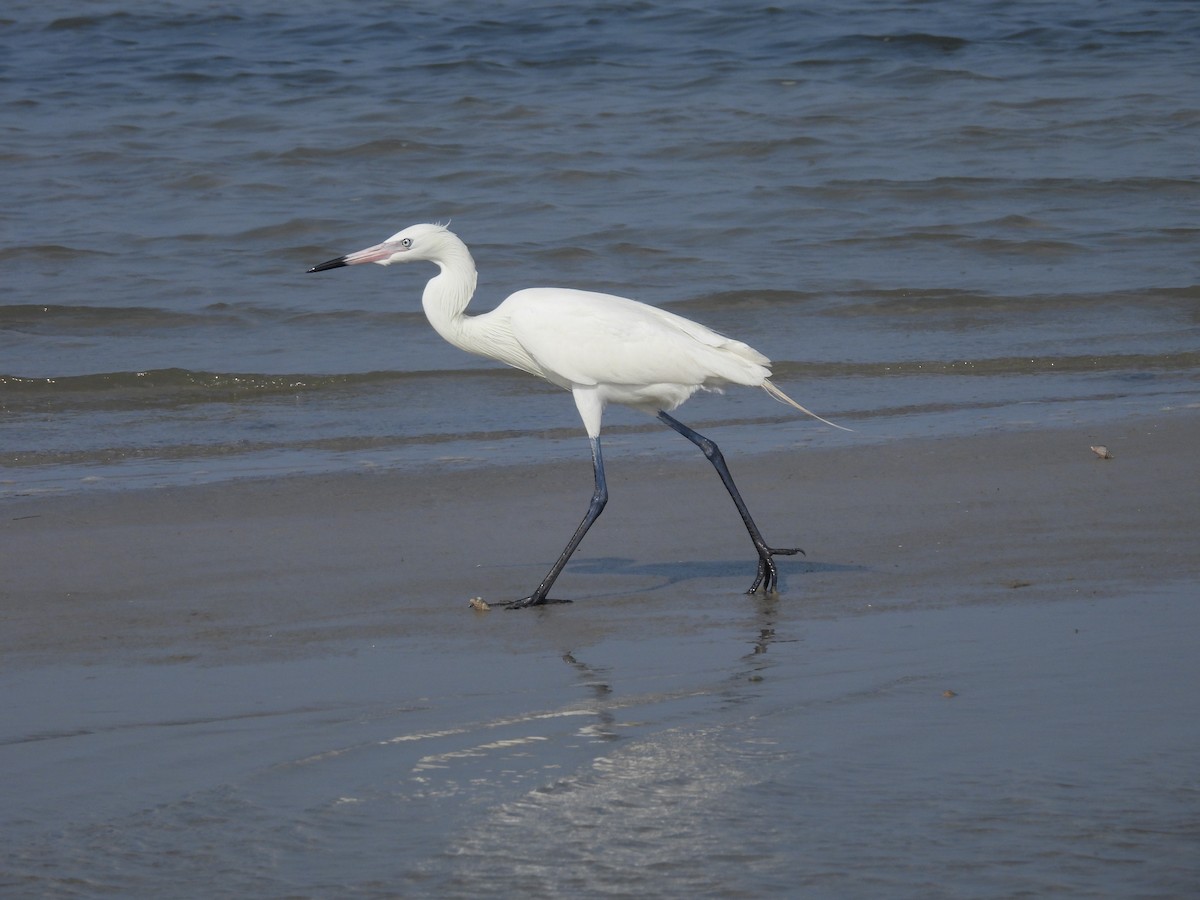 Reddish Egret - ML635181008