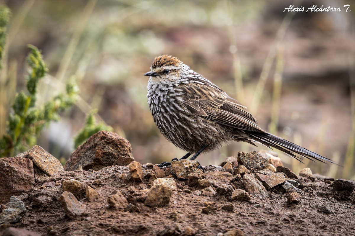Andean Tit-Spinetail - ML635181021