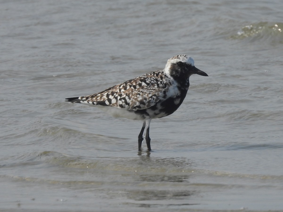 Black-bellied Plover - ML635181100