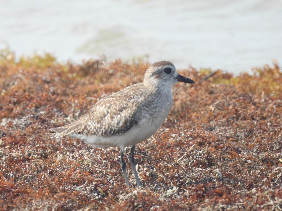 Black-bellied Plover - ML635181103