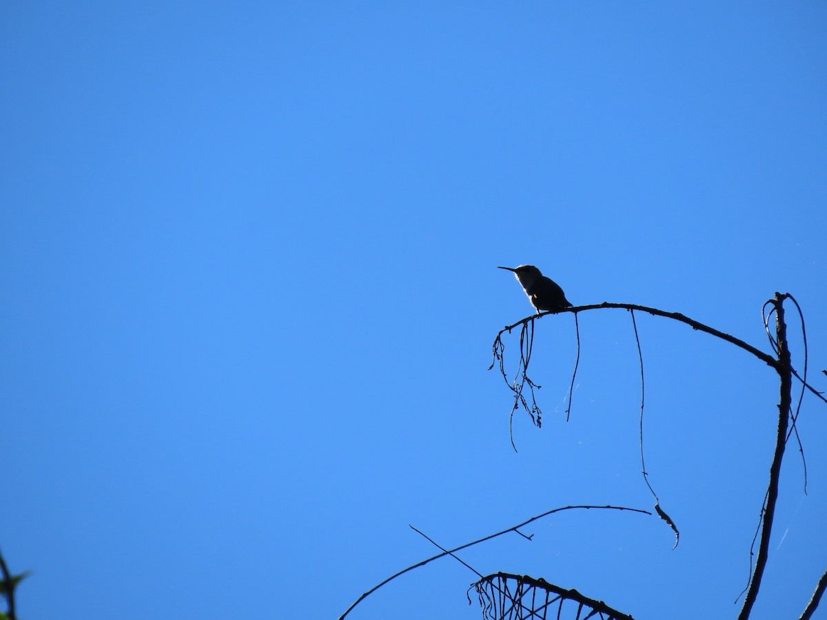Colibrí Zumbadorcito - ML635181201
