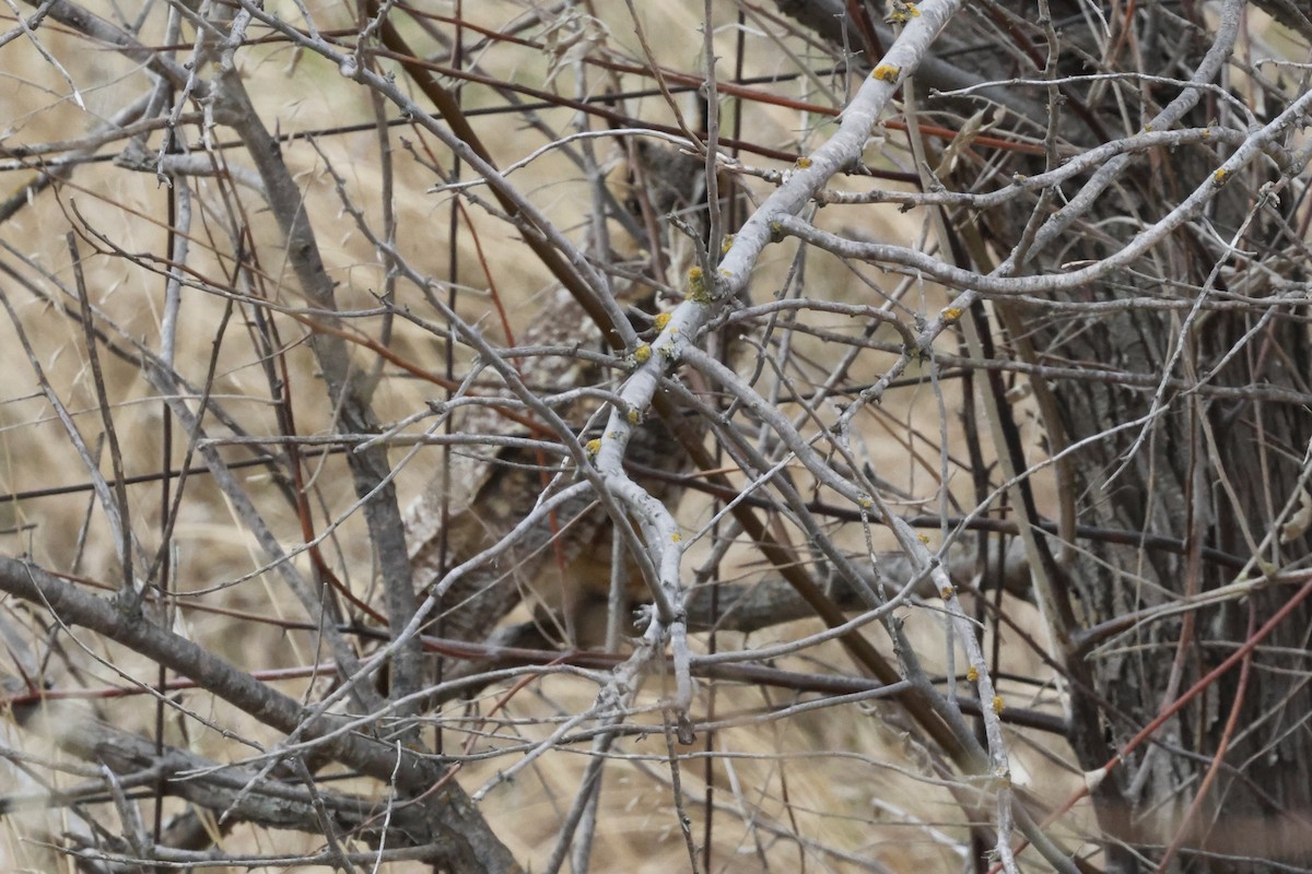 Long-eared Owl - ML635181243