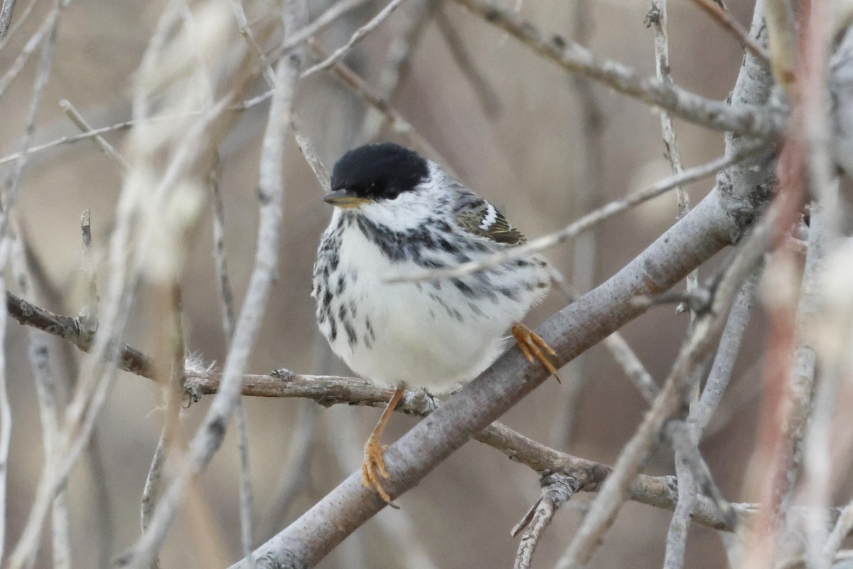 Blackpoll Warbler - ML635181252