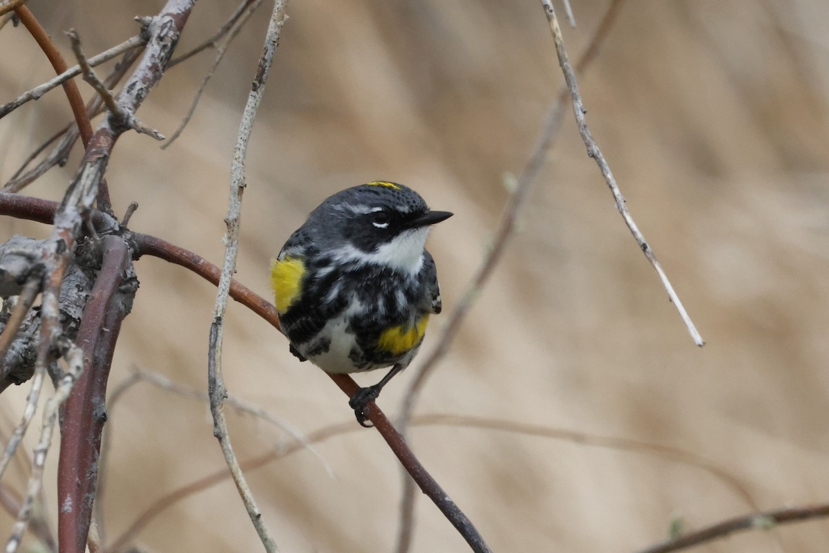 Yellow-rumped Warbler - ML635181260