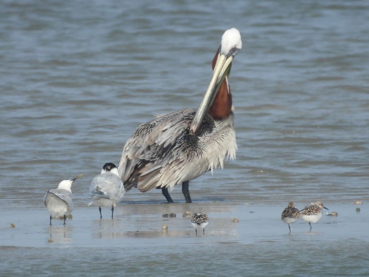 Brown Pelican - ML635181305