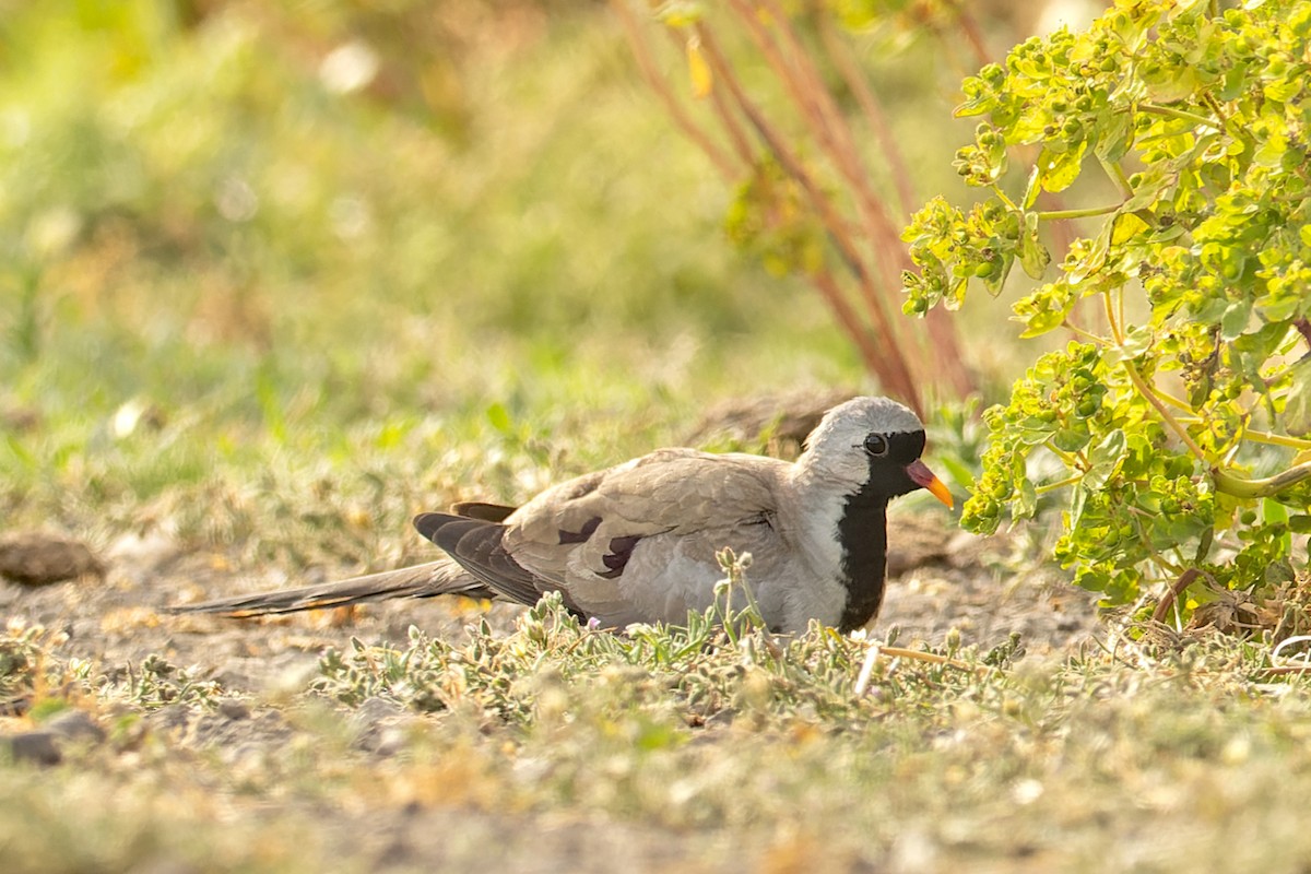 Namaqua Dove - ML635181522