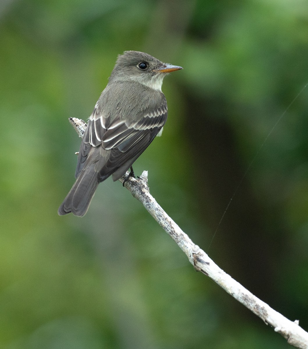 Eastern Wood-Pewee - ML635181546