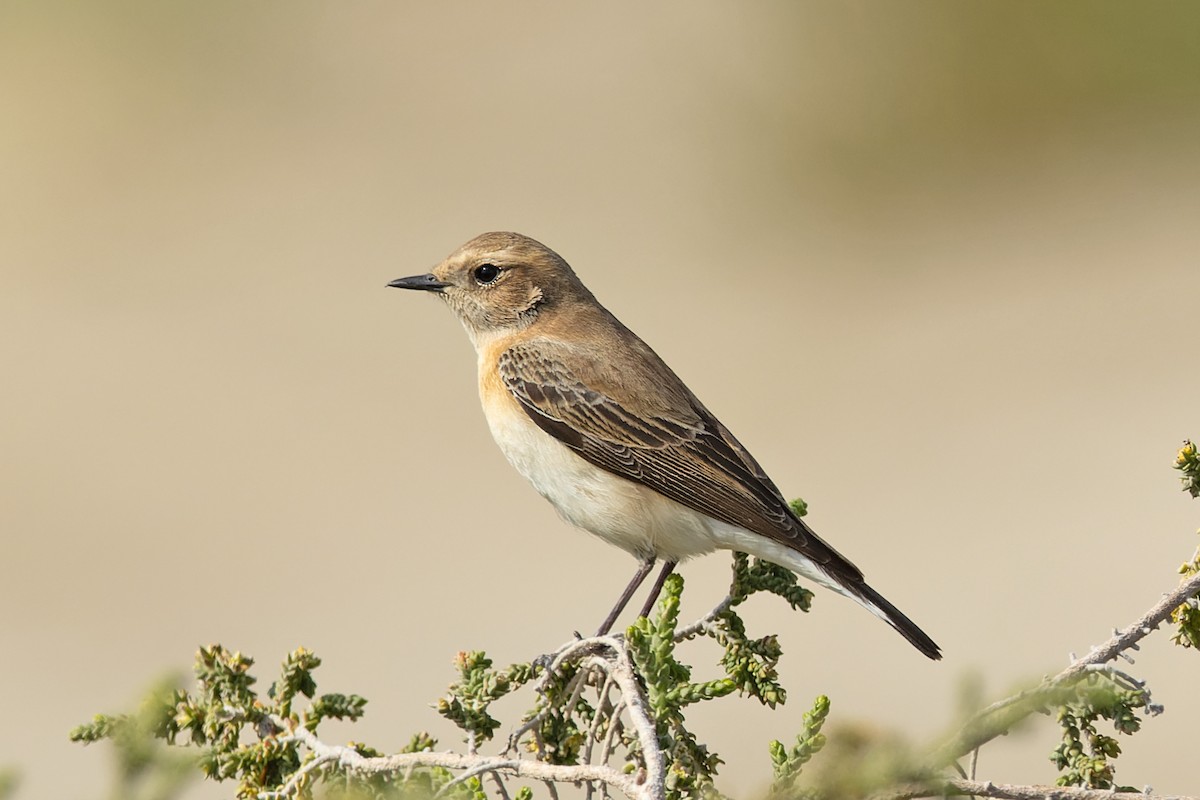 Eastern Black-eared Wheatear - ML635181599