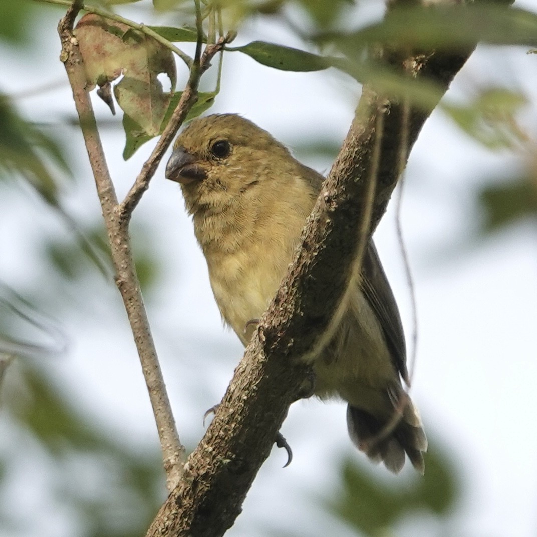 Variable Seedeater - ML635181630