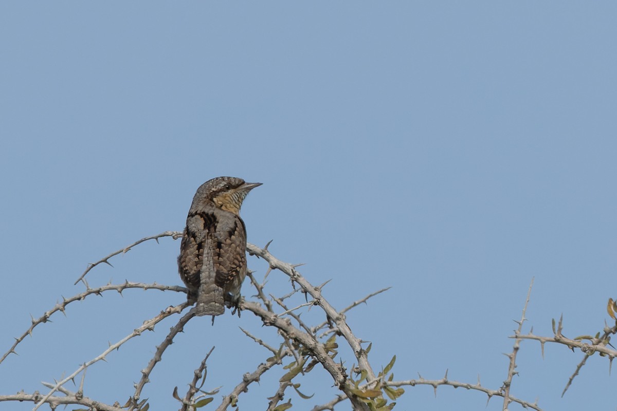 Eurasian Wryneck - ML635181694