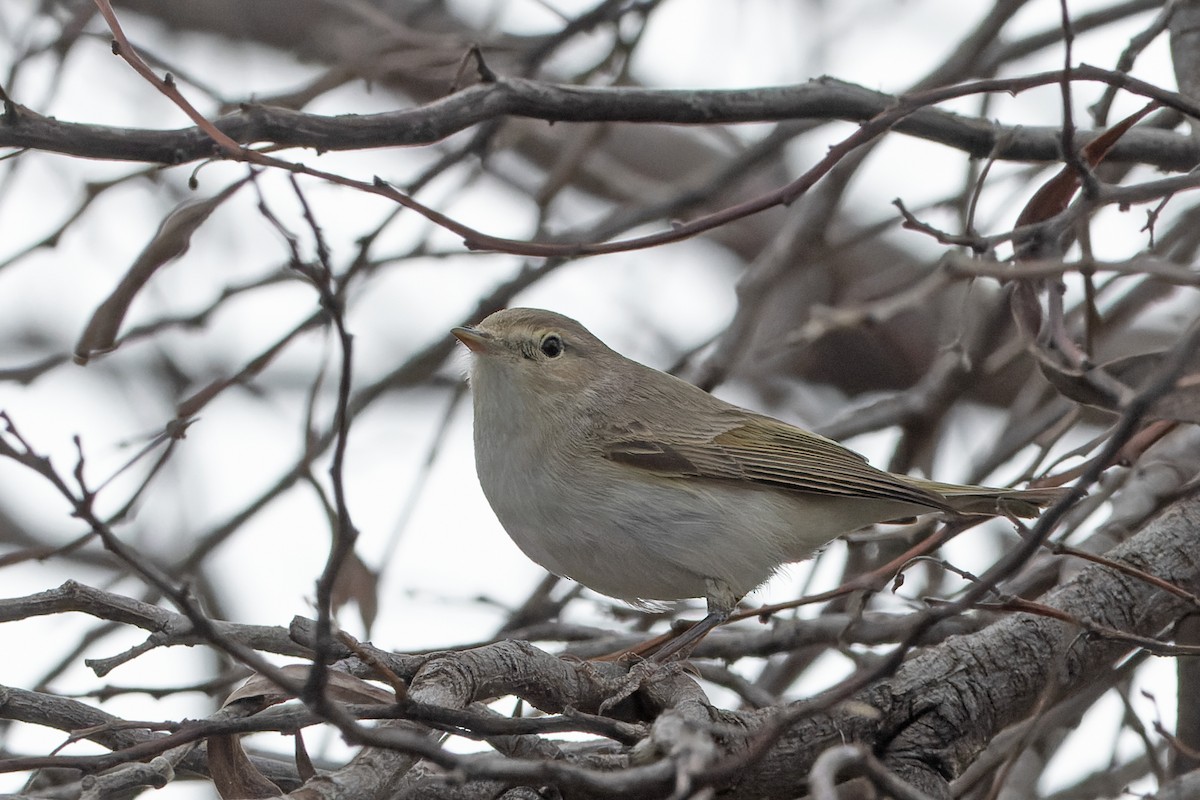 Eastern Bonelli's Warbler - ML635181748