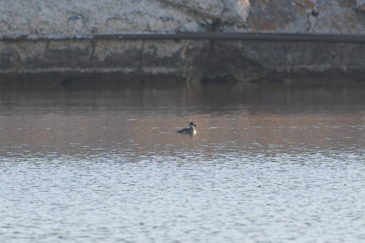 kachnice kaštanová - ML635181796