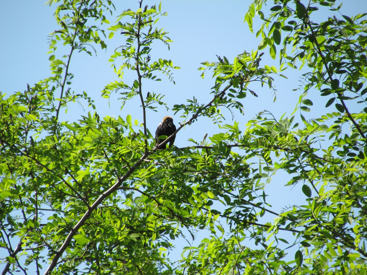 Bobolink - ML635181832