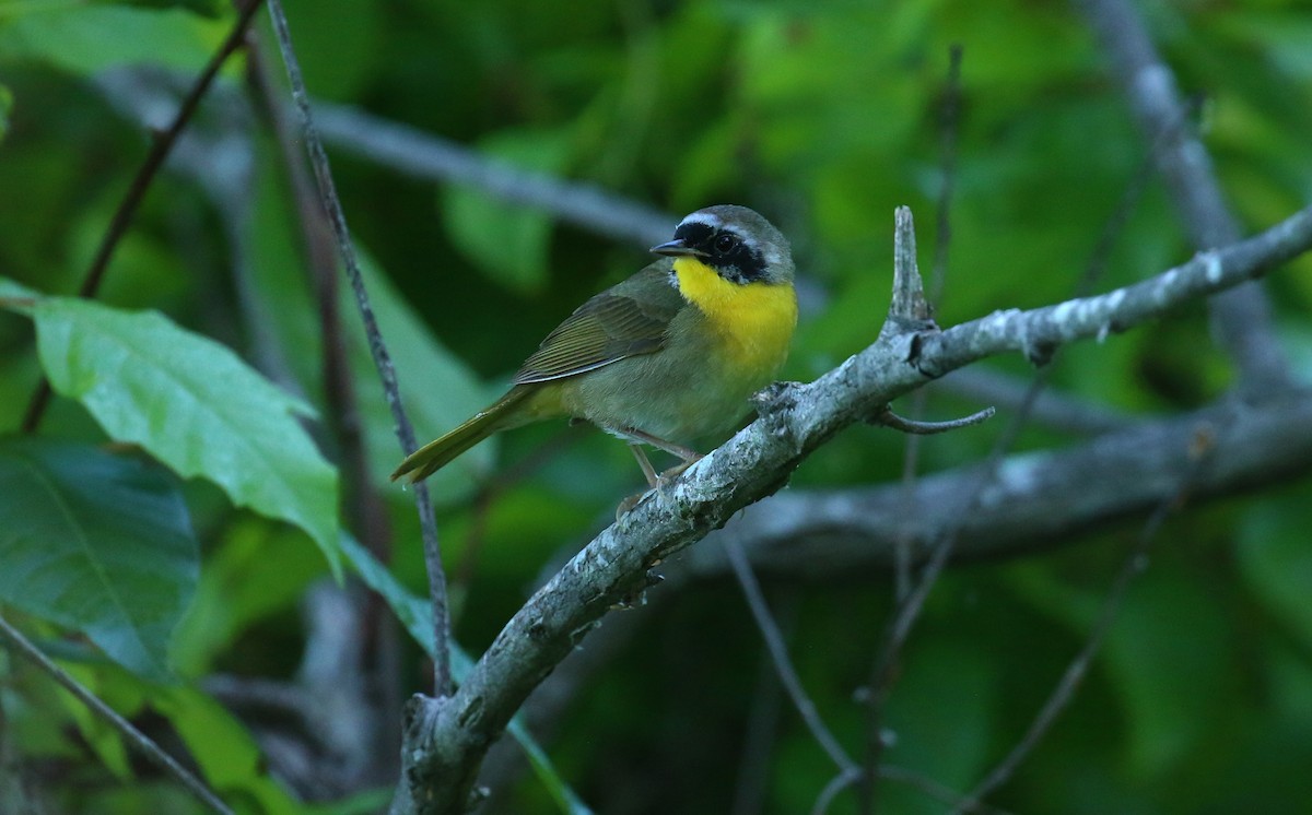 Common Yellowthroat - ML635181834