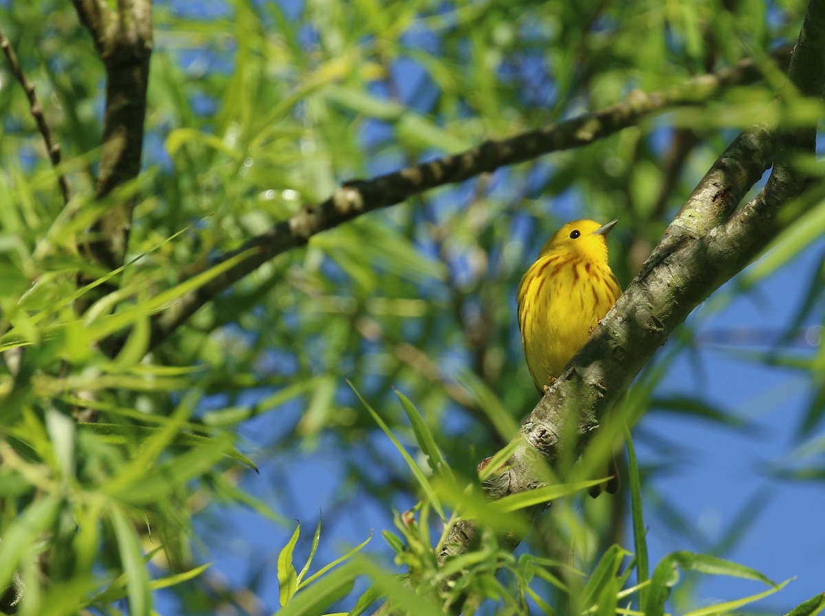 Yellow Warbler - ML635181842