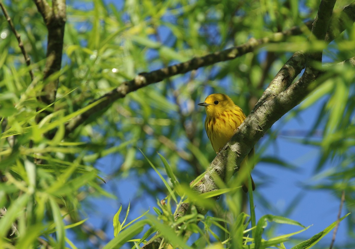 Yellow Warbler - ML635181843