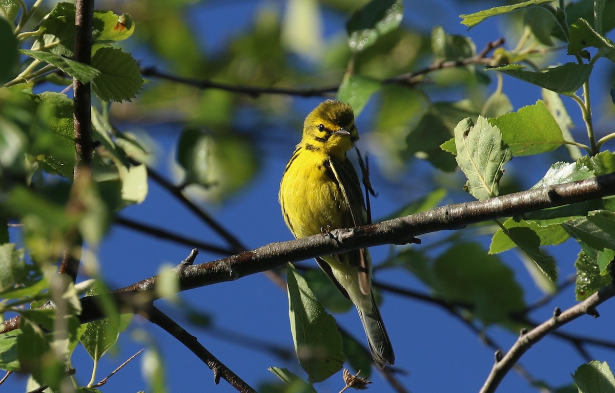 Prairie Warbler - ML635181852