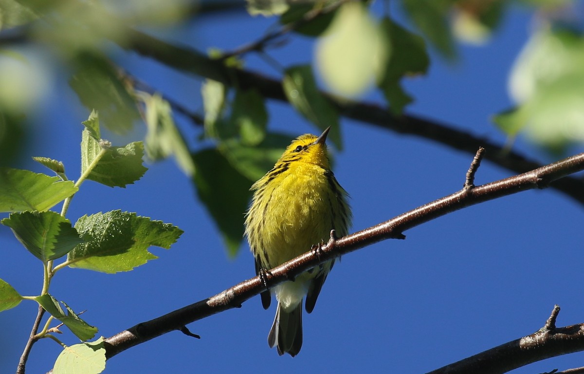 Prairie Warbler - ML635181853