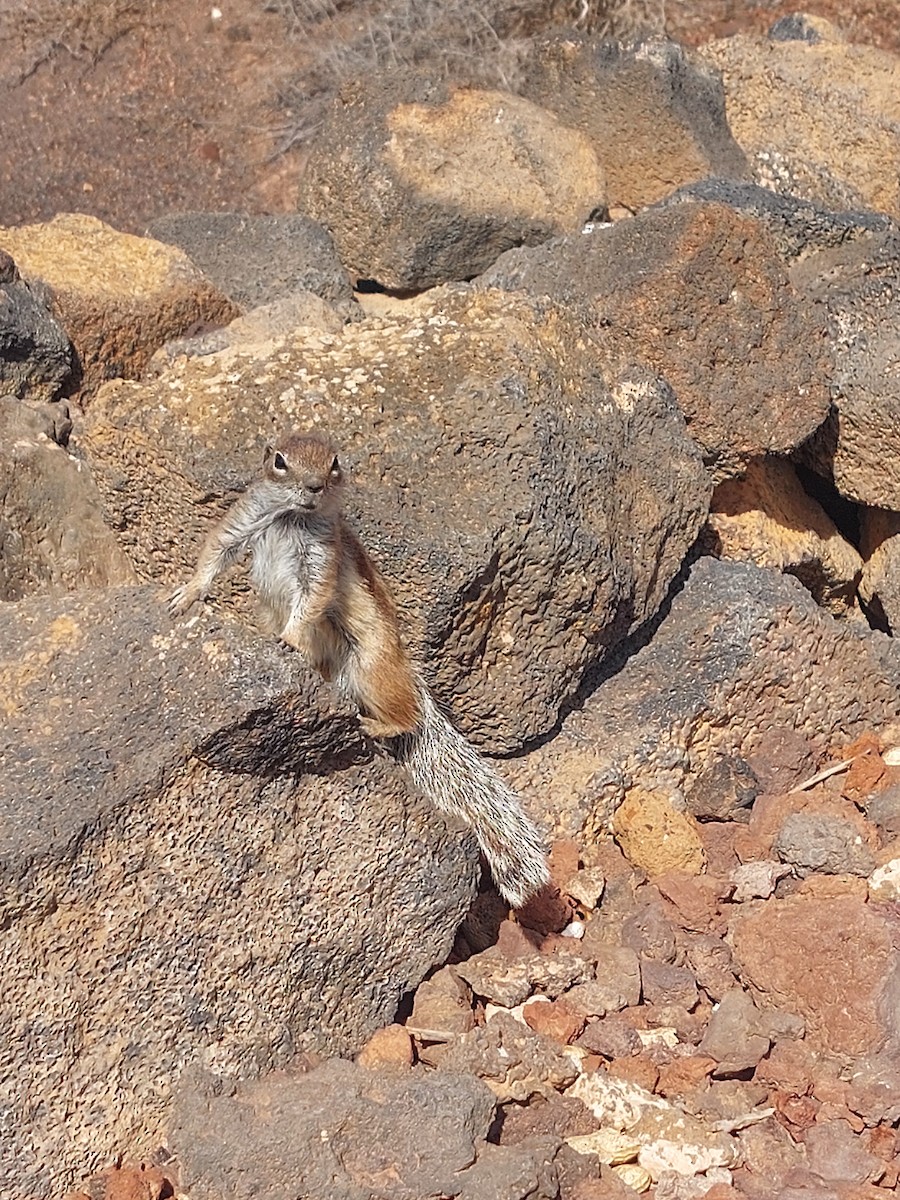 Barbary Ground Squirrel - ML635181914