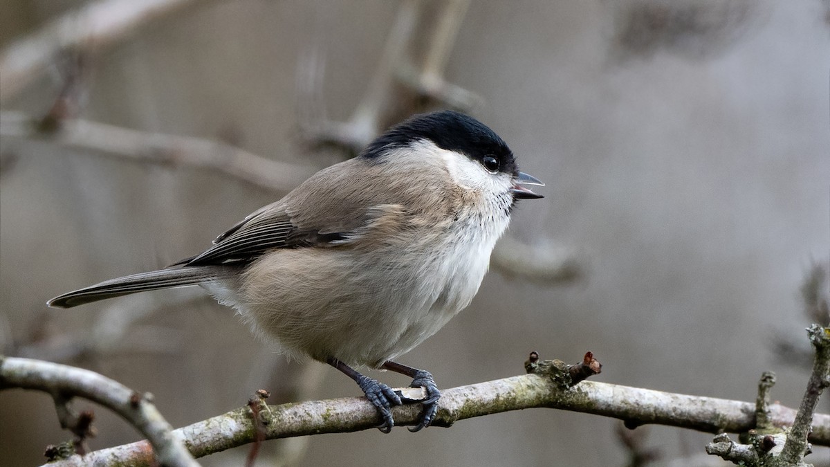 Marsh Tit - ML635181918